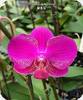 Phal. Queen Barry
